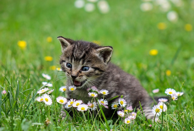 Katteurtens kemiske sammensætning: Hvad gør det så attraktivt for katte?